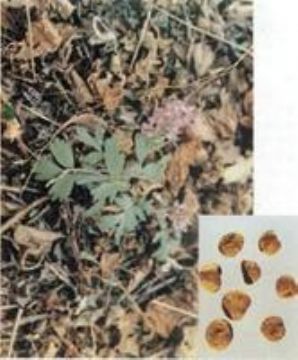 Corydalis Extract